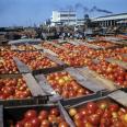 Ленкоранские помидоры. Азербайджанская ССР, 1978. Фото: Валерий Шустов/ РИА Новости